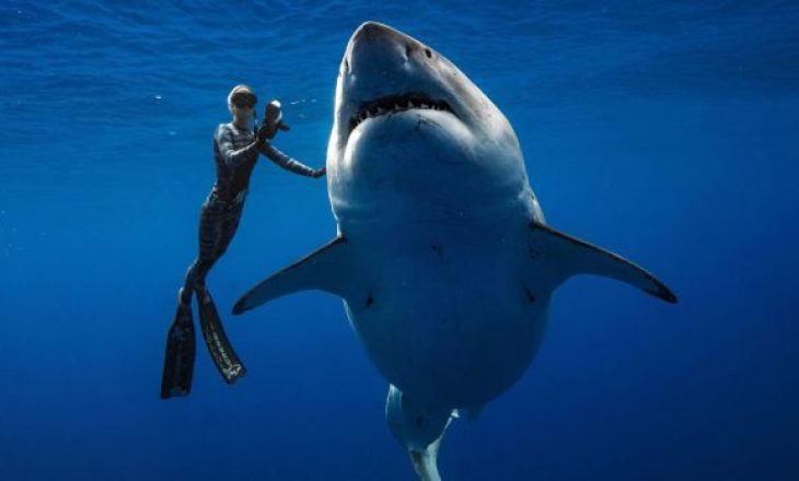 Zhytësja e guximshme amerikane bashkë me peshkaqenin e bardhë