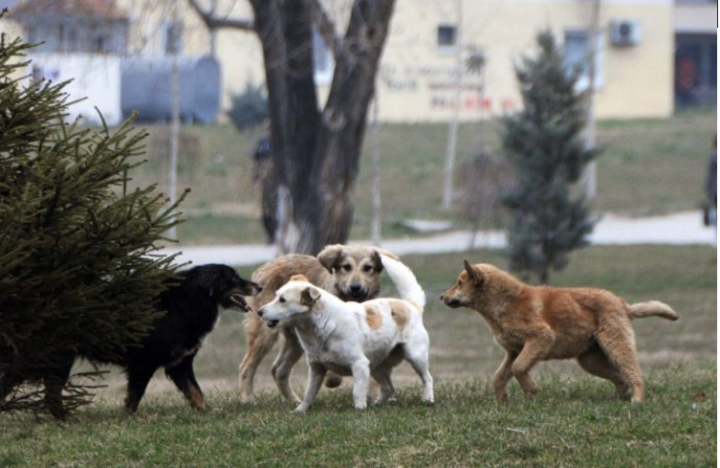 Gjakova, komuna e radhës që ndalon organizimin e garave me kafshë