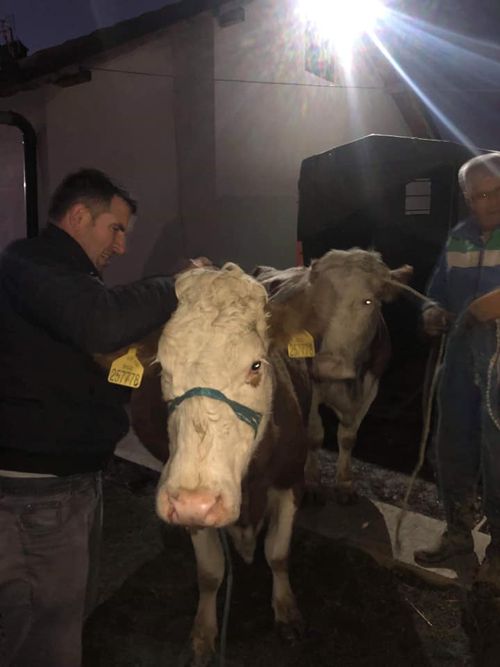 Qytetarët ia blejnë dy lopë fermerit nga Podujeva që iu vodhën javën e kaluar
