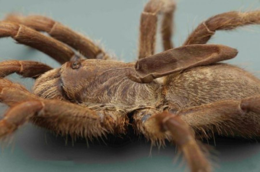 Zbulohet një specie e rrallë e merimangës me brirë në Angola