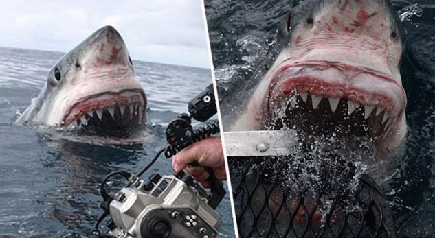 E frikshme, peshkaqeni i bardhë 5 metra i gjatë i afrohet fotografit