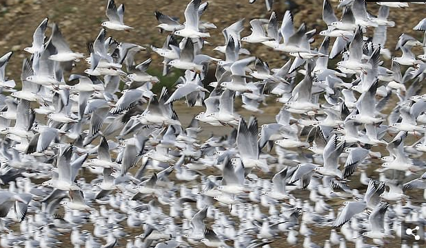 Këshilli i qytetit blen dronë për largimin e çafkave që po lënë banorët pa gjumë