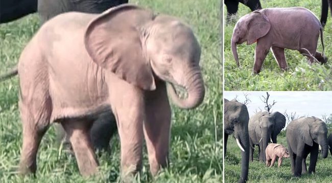 Zbulohet elefanti i rrallë ngjyrë rozë në Afrikë