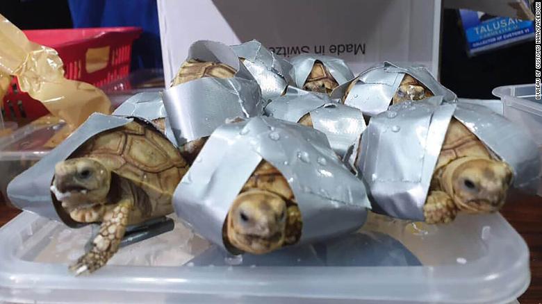 Më shumë se 1.500 breshka të gjalla kapen në një valixhe në Filipine