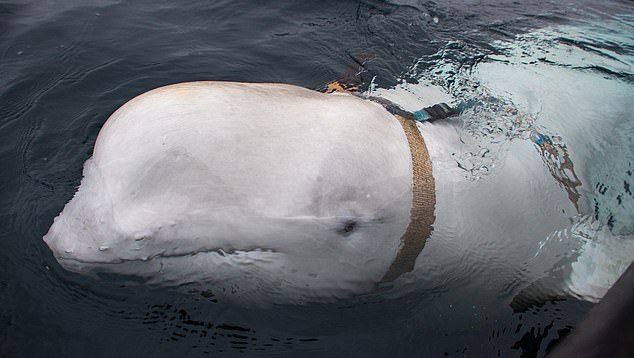 Peshkatarët norvegjez zbulojnë balenën spiune të Rusisë (Video)