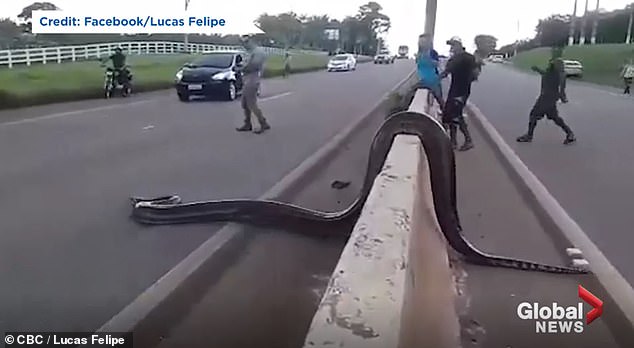 Anakonda gjigante bllokon autostradën