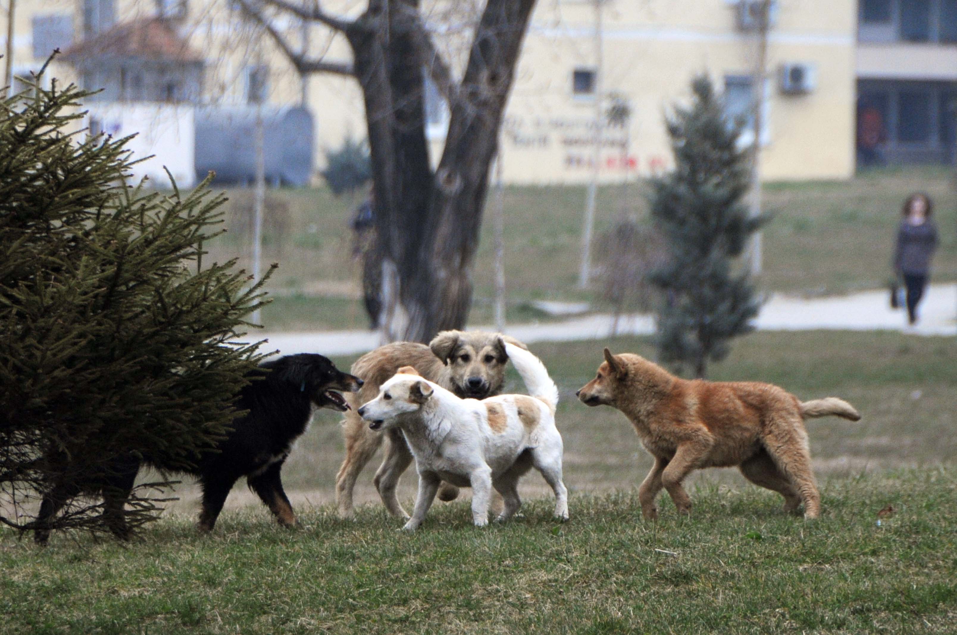 Komunës së Prishtinës i kërkohet lokacion për varrosjen e kafshëve