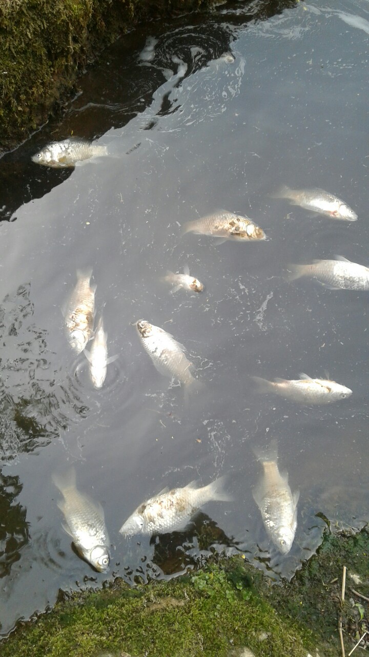 Ngordhin peshqit në lumin Mirusha