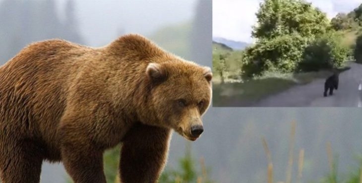 Merret vendimi për ariun në Prizren, ai do të vritet