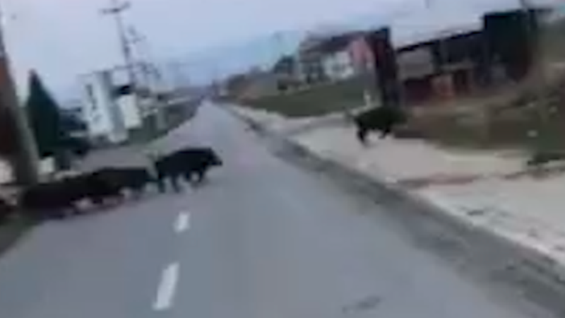 Derrat e egër ecin lirshëm rrugëve të Zhegrës