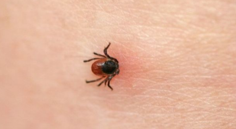 Rreziku nga rriqrat, banorët detyrohen ta kontrollojnë vetveten