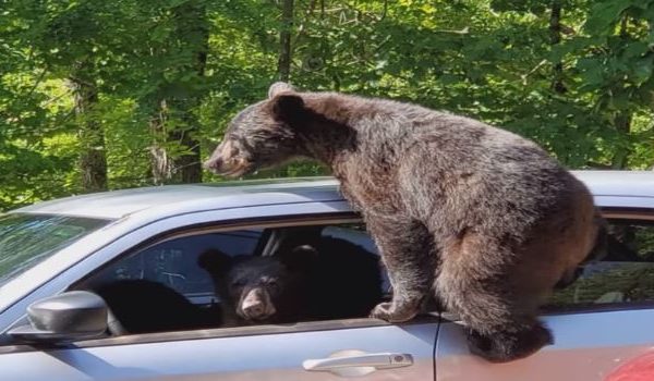 Arinjtë hynë në makinë pasi pronari i harroi dritaret hapur