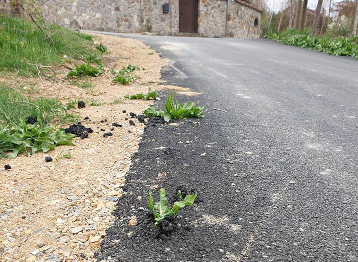 Lulëzon bari mbi asfalt në një vend të Prishtinës