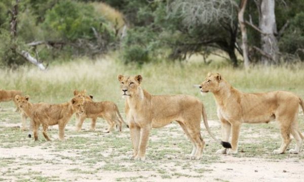 14 luanë ikin nga parku, dalin në rrugët e Afrikës së Jugut