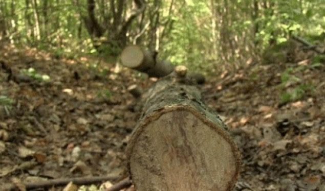 Prenë dru në park të qytetit me veturë zyrtare