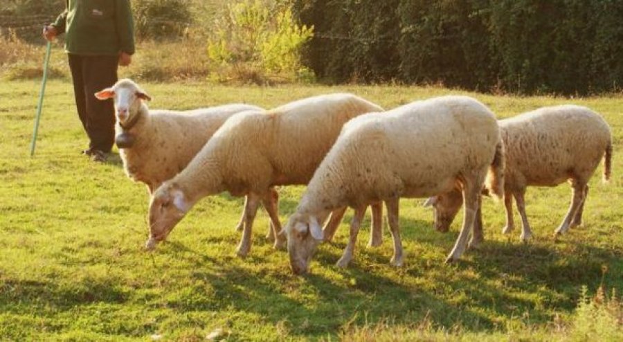 Tek po ruante bagëtitë, sulmohet nga një ujk