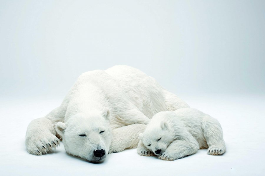 Krijohen arinjtë e rremë polarë