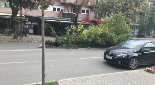 Këputet një dru, zë veturën në lëvizje në Prishtinë