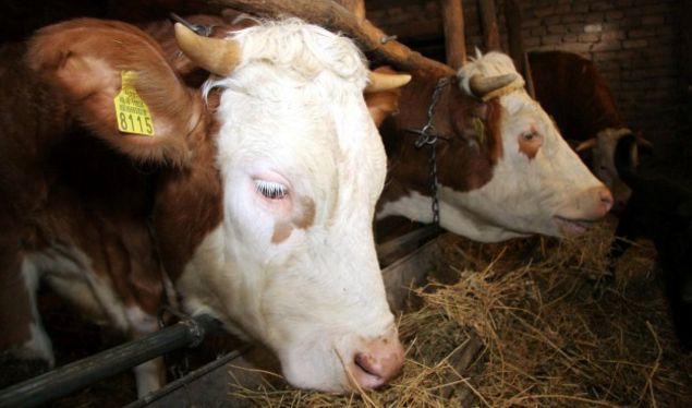 Çudia e vitit: Komuna e Gjilanit bleu 35 lopë për rreth 100 mijë euro