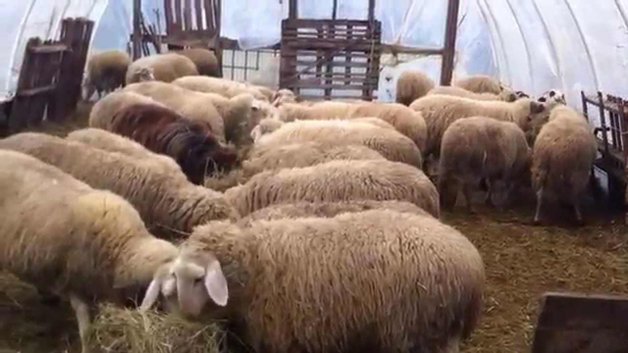 50 dele në Strugë masakrohen nga qentë endacakë