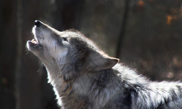 Ujku po tmerron Hanin e Elezit, banorët kanë një apel për të gjithë –  Gazeta Alo