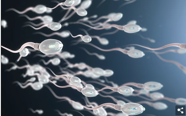 Tani do të transportohet sperma në hapësirë dhe nuk do të dërgohen meshkuj, por vetëm gra për të populluar planetët e tjerë