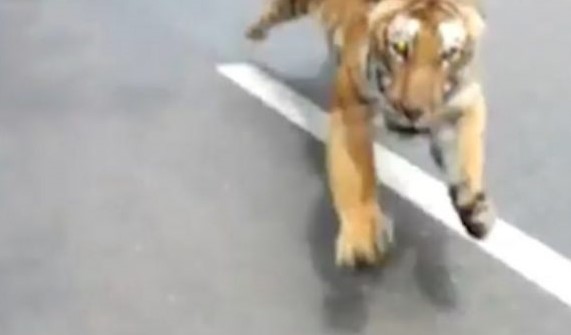 Çiklisti ndiqet nga një tigër në Indi, i shpëton vdekjes