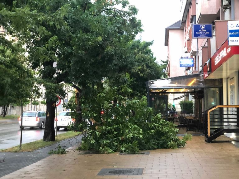 Shiu dhe erërat e forta këpusin lisat në Prishtinë