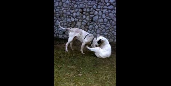 Krimi ndaj kafshëve në Kosovë nuk ndalet, përleshja me qen xhirohet dhe publikohet në internet
