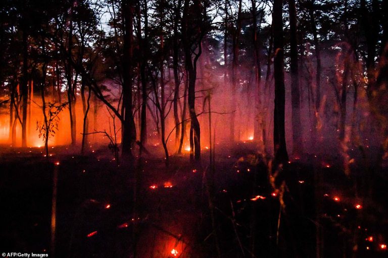 Përvëlohet Europa, kafshët digjen të gjalla nga temperaturat e larta (FOTO)