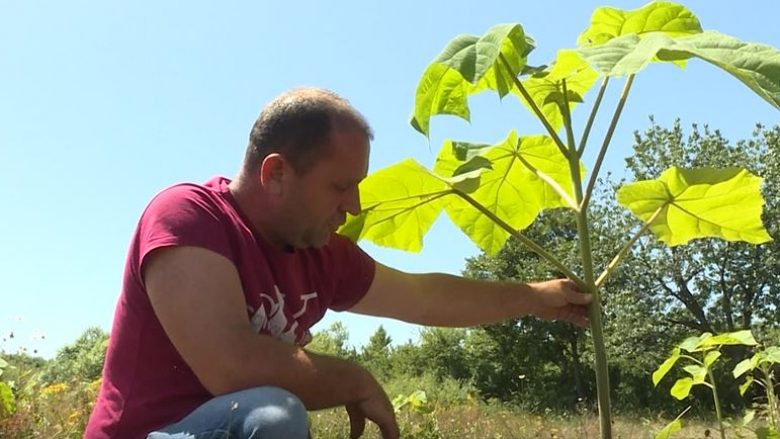 Druri i rrallë në Kosovë, Shefqet Berisha mbjell 8 hektarë me Paulownia në Herticë