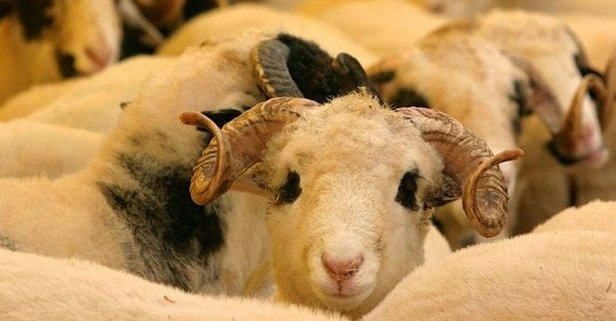 BIK këtë vit vazhdon traditën e therjes së kurbanit, ky do të jetë çmimi