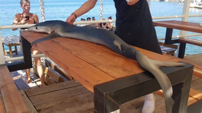 Kapet peshkaqeni 1.5 metra i gjatë