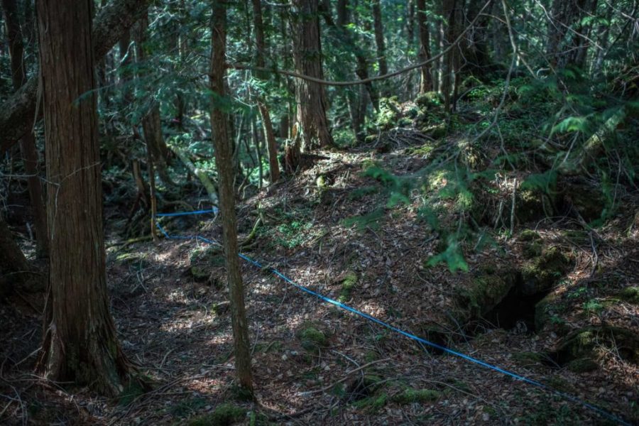 Pse ndodhin vetvrasjet në pyllin Japonez – FOTO