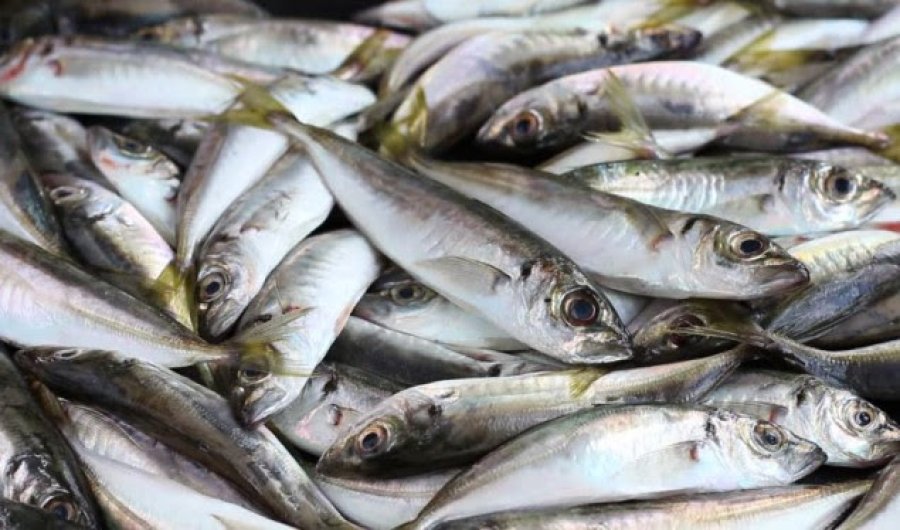 Maqedonia e Veriut thotë se ndalesa e peshkut nuk u bë pse është prodhim i Kosovës