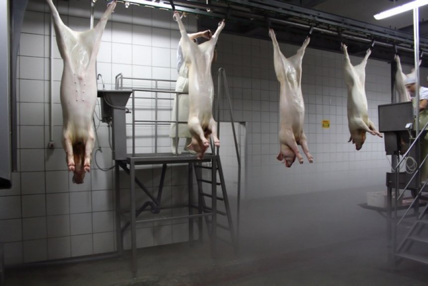 Skandaloze: Një market shqiptar uron Kurban Bajramin me mish derri