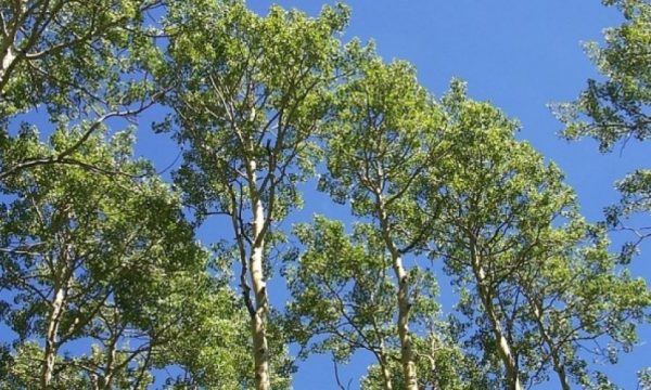 Ministria e Punës shpenzon 1 mijë euro për t’i larguar dy plepa
