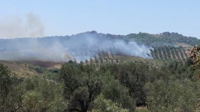 Digjen rreth 300 rrënjë ullinj në Shqipëri