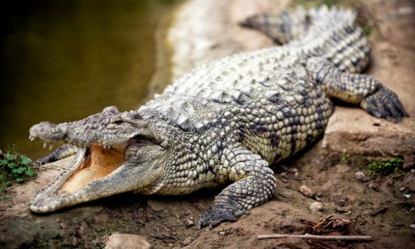 Krokodili tërheq nga varka dhe e gëlltit të gjallë një 10-vjeçar