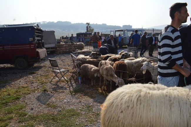 AUV bën thirrje që kurbanët të theren në thertore të licencuara