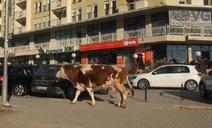 Disa lopë kullosin në rrugën B në Prishtinë