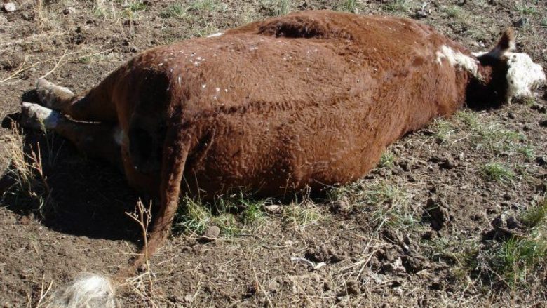 E tmerrshme: Ngordh një lopë dhe disa të tjera sëmuren rëndë pasi pinë ujë në lumin e Drinit