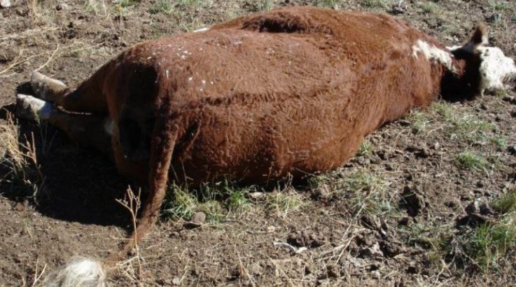 Një person në Kamenicë e dërgoi lopën e ngordhur në thertore