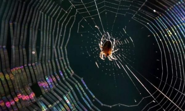 NASA u kishte dhënë drogë merimangave, por ja çfarë ndodhi në këtë eksperiment