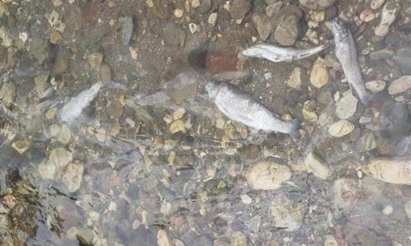 Peshqit në Drin ngordhin prej ujërave të zeza