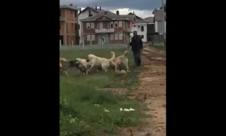 E tmerrshme: Në Prizren shqyhet qeni nga një grup qensh