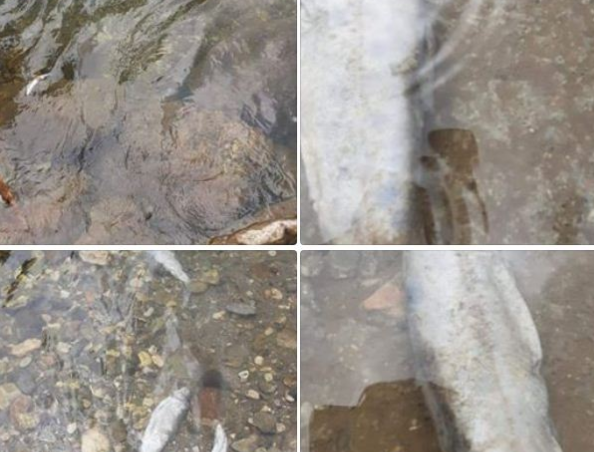 Mbyllet fabrika që po i mbyste peshqit në Lumbardh