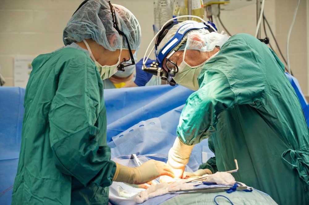 Transplanti i zemrës së derrit te njeriu do të jetë i mundshëm pas tre vjetësh