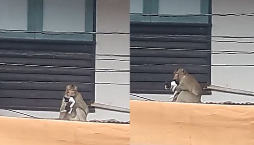 Majmuni mban macen peng, gjersa ha banane