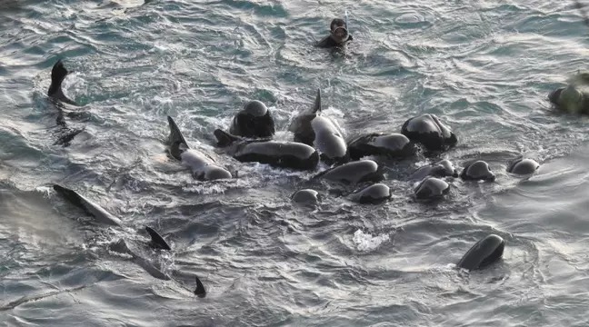 Delfinët e një familjeje ngushëllojnë njëri-tjetrin para se t’i vrasin